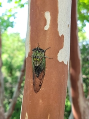 Neotibicen pruinosus