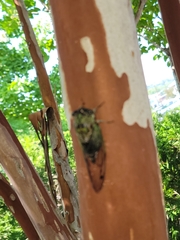 Neotibicen pruinosus