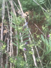 Vicia sativa nigra