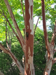 Neotibicen pruinosus