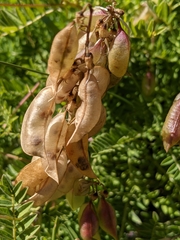 Astragalus penduliflorus