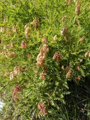 Astragalus penduliflorus