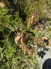 Astragalus penduliflorus