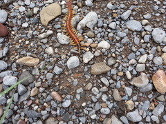 Scolopendra heros
