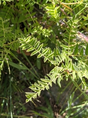 Astragalus penduliflorus