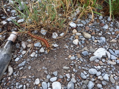 Scolopendra heros