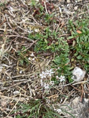 Gypsophila fastigiata