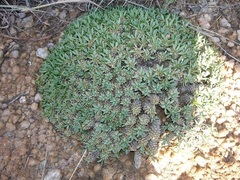Anthacanthae