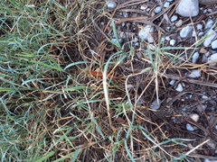 Scolopendra heros