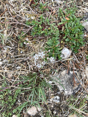 Gypsophila fastigiata
