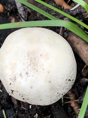 Agaricus didymus