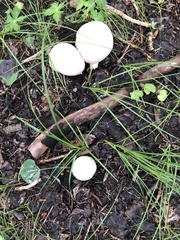 Agaricus didymus