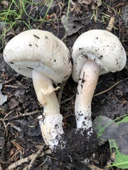 Agaricus didymus