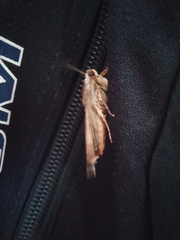 Lepidoptera
