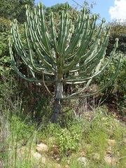 Euphorbia cooperi