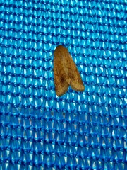 Lepidoptera