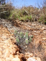 Euphorbia schinzii