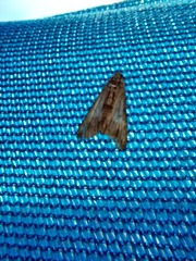 Lepidoptera
