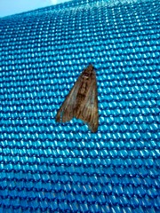 Lepidoptera