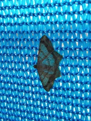 Lepidoptera