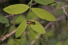 Pamphiliidae