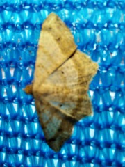 Lepidoptera