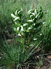 Fadogia homblei