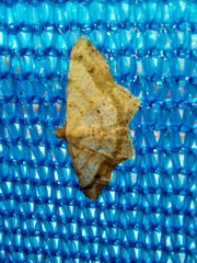 Lepidoptera