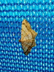 Lepidoptera