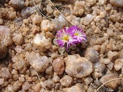 Frithia pulchra