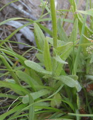Wahlenbergia androsacea