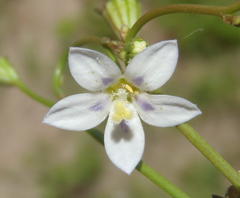Wahlenbergia androsacea