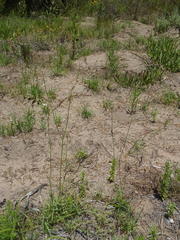 Wahlenbergia androsacea