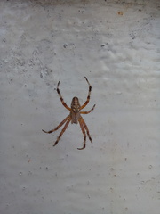 Neoscona
