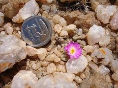 Frithia pulchra