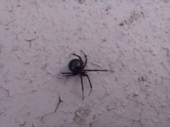 Latrodectus