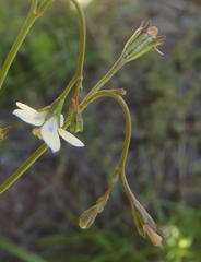 Wahlenbergia androsacea