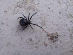 Latrodectus