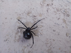 Latrodectus