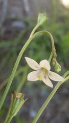 Wahlenbergia androsacea