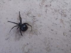Latrodectus