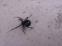 Latrodectus