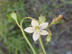 Wahlenbergia androsacea