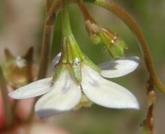 Wahlenbergia androsacea