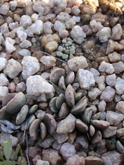 Frithia pulchra
