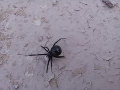 Latrodectus