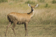 Marsh Deer photo 2