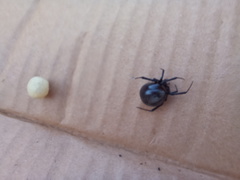 Latrodectus