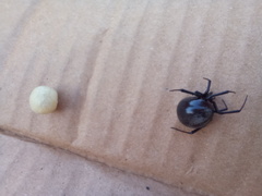 Latrodectus