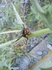 Latrodectus geometricus